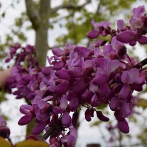 Cercis siliquastrum 150-175 cm